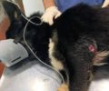 Έκκληση για να καλυφθούν τα έξοδα περίθαλψης σκύλου που πυροβολήθηκε στα Μέγαρα Αττικής (βίντεο)