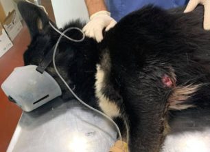 Έκκληση για να καλυφθούν τα έξοδα περίθαλψης σκύλου που πυροβολήθηκε στα Μέγαρα Αττικής (βίντεο)