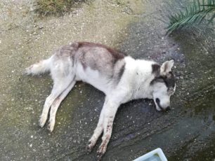 Αιτωλοακαρνανία: Σκύλος νεκρός χωρίς μάτια εντοπίστηκε στην περιοχή των ανεμογεννητριών στο Μεσολόγγι