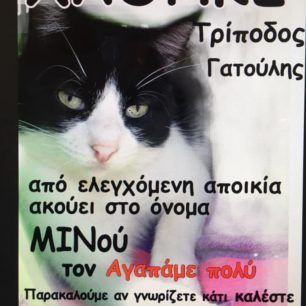 Χάθηκε ασπρόμαυρη τρίποδη αρσενική στειρωμένη γάτα από την Καλογρέζα Αττικής 1 Minou 1