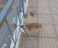 Νέα Ιωνία Αττικής: Εγκατέλειψε τον τυφλό ηλικιωμένο σκύλο στα κάγκελα του νεκροταφείου