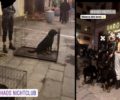 Ζωντανά σκυλιά σε κλουβιά ως διακόσμηση στην είσοδο του «Nhaos Nigthclub» στα Λαδάδικα Θεσσαλονίκης