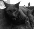 Ηλιούπολη Αττικής: Μετά από 7 ημέρες μάχης για τη ζωή πέθανε νικημένη από τη φόλα η αδέσποτη γατούλα