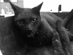 Ηλιούπολη Αττικής: Μετά από 7 ημέρες μάχης για τη ζωή πέθανε νικημένη από τη φόλα η αδέσποτη γατούλα
