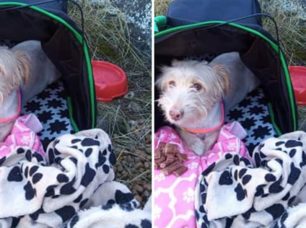 Έσωσαν τον σκύλο που κάποιος εγκατέλειψε σε ορεινή περιοχή στην Οινόη Αττικής (βίντεο)