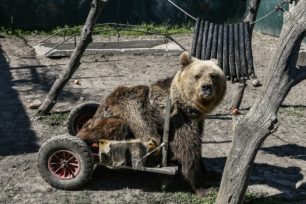 Πέθανε ο Ούσκο η παράλυτη αρκούδα που φιλοξενούσε ο αρκούδος από το 2015 (βίντεο)