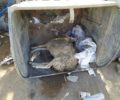 Κρήτη: Βρήκε πρόβατο ζωντανό πεταμένο σε κάδο σκουπιδιών στο Πάνορμο Ρεθύμνου