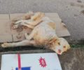Αδιαφόρησε ο Δήμος Στυλίδας για τον τραυματισμένο σκύλο που κειτόταν στον δρόμο στην Πελασγία Φθιώτιδας