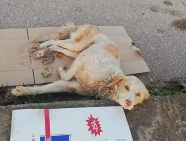 Αδιαφόρησε ο Δήμος Στυλίδας για τον τραυματισμένο σκύλο που κειτόταν στον δρόμο στην Πελασγία Φθιώτιδας