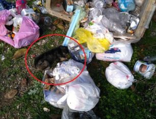 Λιτόχωρο Πιερίας: Βρήκε κουταβάκι ζωντανό πεταμένο στα σκουπίδια να ουρλιάζει (βίντεο)