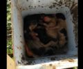 Κρήτη: Δραματική έκκληση για τη διάσωση 5 νεογέννητων κουταβιών που βρέθηκαν πεταμένα σε τενεκέ στο Πισκοκέφαλο Λασιθίου (βίντεο)