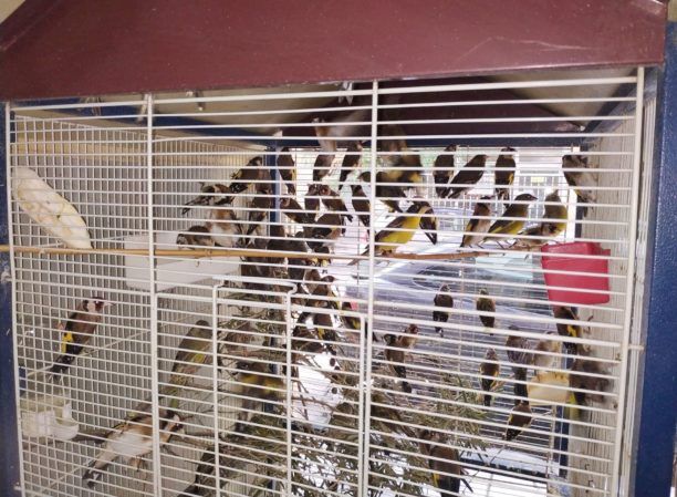 Περισσότερα από 500 άγρια πουλιά (νεκρά & ζωντανά) κατασχέθηκαν σε σπίτι πουλοπιάστη στον Ασπρόπυργο Αττικής