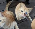 Αθήνα: Εθελοντές ανέλαβαν τη φροντίδα της άρρωστης γάτας που εντοπίστηκε στου Ψυρρή