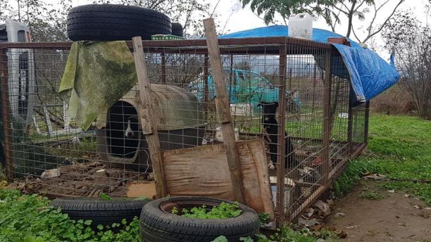 Ρεντίνα Θεσσαλονίκης: Ζώα σε άθλιες συνθήκες αιχμάλωτα σε κλουβιά χωρίς τροφή και νερό σε σπίτι συλλέκτριας