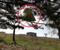 Σιάτιστα Κοζάνης: Έκλεισε νεογέννητα κουτάβια σε σακούλα και τα κρέμασε σε δέντρο για να βρουν φρικτό θάνατο