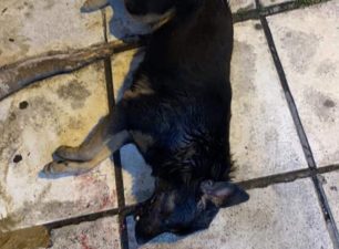 Σκυλιά νεκρά από φόλες στη Σίνδο Θεσσαλονίκης (βίντεο)