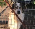 Βρέθηκε υιοθεσία για τον σκύλο που ζούσε 3 χρόνια απομονωμένος στο Σκάλωμα Φωκίδας (βίντεο)