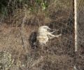 Σκυλιά νεκρά από φόλες στο Θυμάρι Αττικής