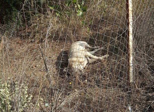 Σκυλιά νεκρά από φόλες στο Θυμάρι Αττικής