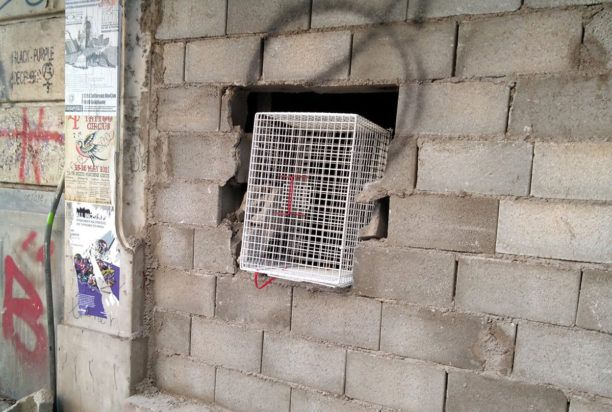Σώθηκε μια γάτα απ’ το σφραγισμένο κτίριο της Κατάληψης Βανκούβερ Απαρτμάν αναζητούνται οι άλλες δύο (βίντεο)