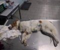 Αιτωλοακαρνανία: Σκύλος νεκρός από φόλα στη Βαρναράχη Ναυπάκτου