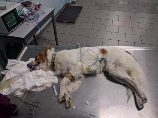 Αιτωλοακαρνανία: Σκύλος νεκρός από φόλα στη Βαρναράχη Ναυπάκτου