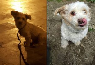 Βρέθηκε - Χάθηκε αρσενικός σκύλος στην Ορμύλια Χαλκιδικής