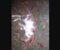 Αδάμι Αργολίδας: Γάτες νεκρές από φόλες