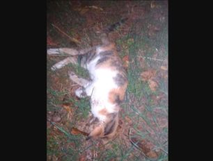 Αδάμι Αργολίδας: Γάτες νεκρές από φόλες