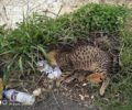 Γάτες νεκρές από φόλες στην Αμμουδάρα Ηρακλείου Κρήτης