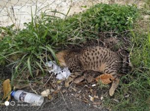 Γάτες νεκρές από φόλες στην Αμμουδάρα Ηρακλείου Κρήτης