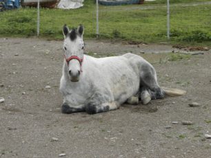 Έσωσαν άλογο που κακοποιούσαν οι αδιάφοροι ιδιοκτήτες του στην Αμοργό (βίντεο)