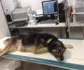 Σκύλος πυροβολημένος στο κεφάλι βρέθηκε στο Αμύνταιο Φλώρινας (βίντεο)