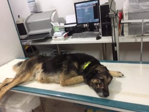 Σκύλος πυροβολημένος στο κεφάλι βρέθηκε στο Αμύνταιο Φλώρινας (βίντεο)