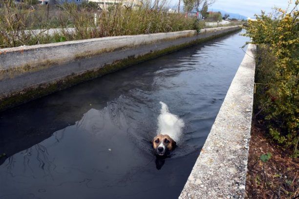 Έσωσαν σκύλο που βρέθηκε εγκλωβισμένος στο κανάλι του Ανάβαλου στη Δαλαμανάρα Αργολίδας  