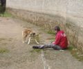 Έσωσαν σκύλο που ήταν παγιδευμένος στο κανάλι του Ανάβαλου στο Κιβέρι Αργολίδας για 14 μέρες