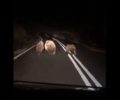 Μια αρκούδα με τα αρκουδάκια της τρέχει στον δρόμο κοντά στην Κλεισούρα Καστοριάς (βίντεο)