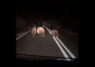 Μια αρκούδα με τα αρκουδάκια της τρέχει στον δρόμο κοντά στην Κλεισούρα Καστοριάς (βίντεο)