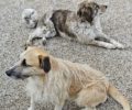 Αργολίδα: Δεκάδες αδέσποτα σκυλιά και γάτες δηλητηριάστηκαν από φόλες στον αρχαιολογικό χώρο της Επιδαύρου
