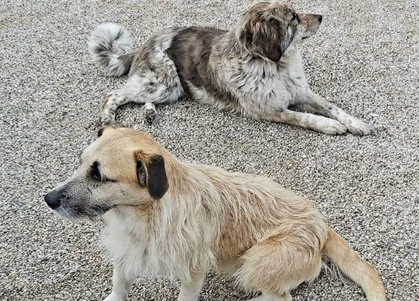 Αργολίδα: Δεκάδες αδέσποτα σκυλιά και γάτες δηλητηριάστηκαν από φόλες στον αρχαιολογικό χώρο της Επιδαύρου