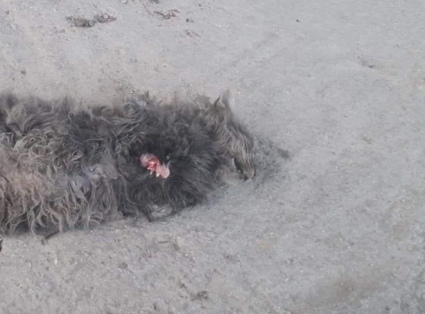 Γατάκι νεκρό με κομμένα τα πόδια στα Φάρσαλα Λάρισας