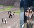 Κατάφεραν να πιάσουν τα δύο σκυλιά που κάποιος πέταξε για να σκοτώσει στο φράγμα Πηνειού στην Ήλιδα Ηλείας (βίντεο)