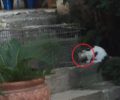 Πικέρμι Αττικής: Έσωσε γάτα που είχε σφηνώσει με το κεφάλι σε γυάλινο δοχείο