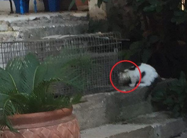 Πικέρμι Αττικής: Έσωσε γάτα που είχε σφηνώσει με το κεφάλι σε γυάλινο δοχείο