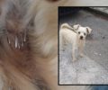 Γέρακας Αττικής: Βρήκαν στον αδέσποτο σκύλο καρφωμένα συρραπτικά