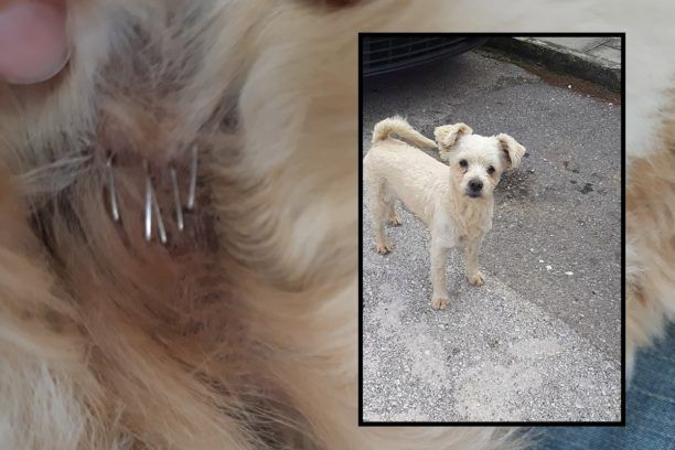 Γέρακας Αττικής: Βρήκαν στον αδέσποτο σκύλο καρφωμένα συρραπτικά