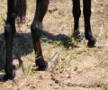 Γιαννιτσοχώρι Ηλείας: Βρήκαν άλογο δεμένο σε χωράφι με τεράστιες οπλές από την ακινησία