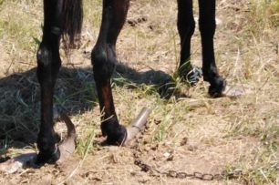 Γιαννιτσοχώρι Ηλείας: Βρήκαν άλογο δεμένο σε χωράφι με τεράστιες οπλές από την ακινησία