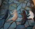 Συνελήφθη και ομολόγησε η γυναίκα που με φόλες σκότωσε αδέσποτες γάτες στη Γλυφάδα Αττικής
