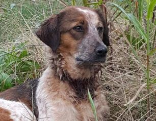 Έσωσαν σκύλο που υπέφερε από συρμάτινη θηλιά στον λαιμό του και περιφερόταν στην Καστροσυκιά Πρέβεζας (βίντεο)